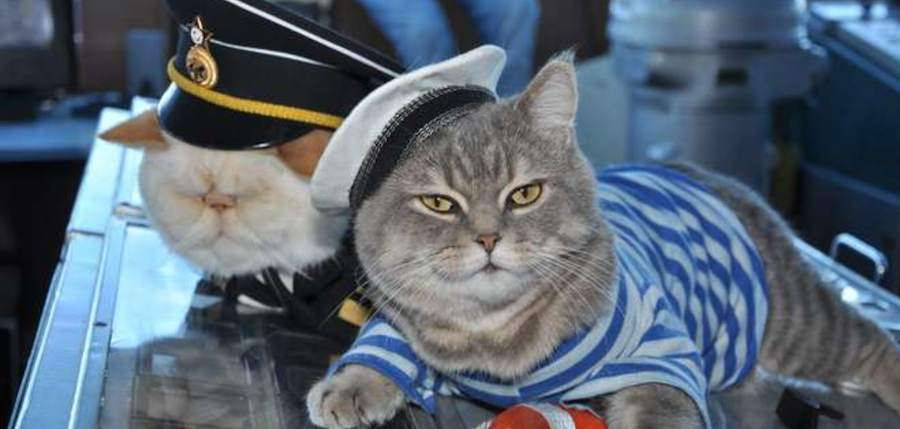 chat-capitaine